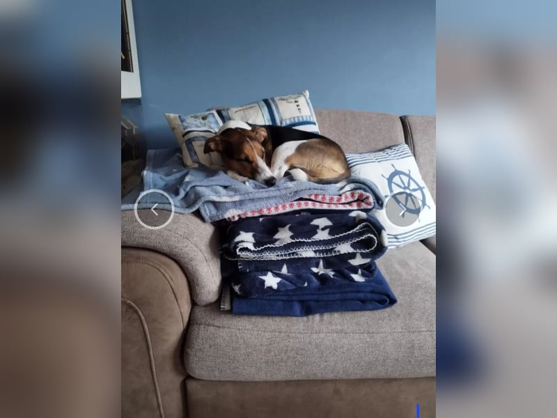 Parson Jack Russell Welpen.... Wurfankündigung