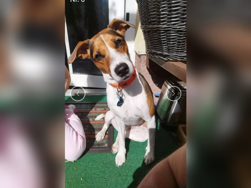 Parson Jack Russell Welpen.... Wurfankündigung