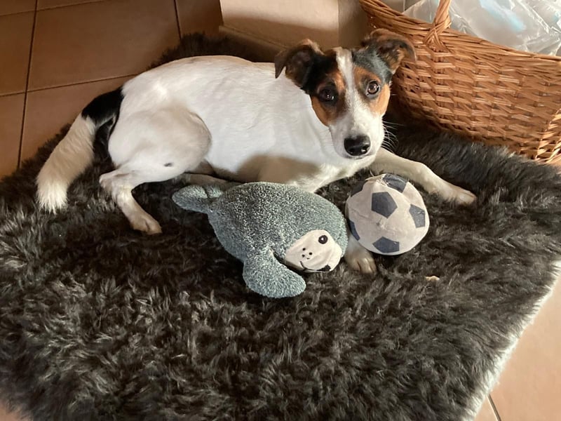 Parson Jack Russell Welpen.... Wurfankündigung