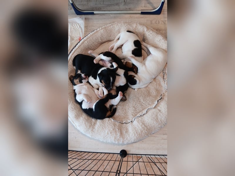Parson Jack Russell Welpen.... Wurfankündigung