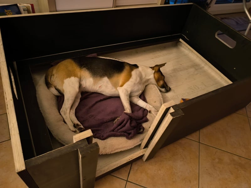 Parson Jack Russell Welpen.... Wurfankündigung