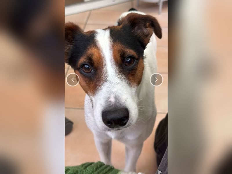 Parson Jack Russell Welpen.... Wurfankündigung
