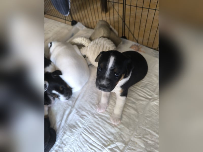 Parson Jack Russell Welpen.... Wurfankündigung