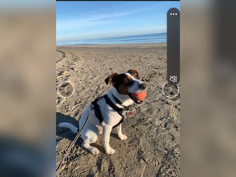 Parson Jack Russell Welpen.... Wurfankündigung