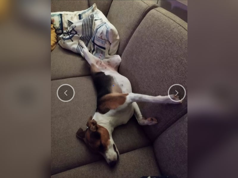 Parson Jack Russell Welpen.... Wurfankündigung