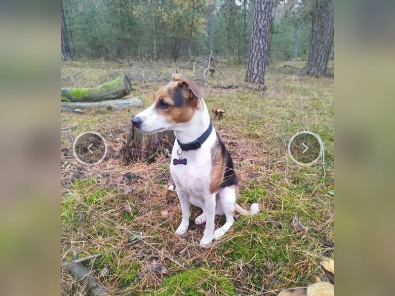 Parson Jack Russell Welpen.... Wurfankündigung