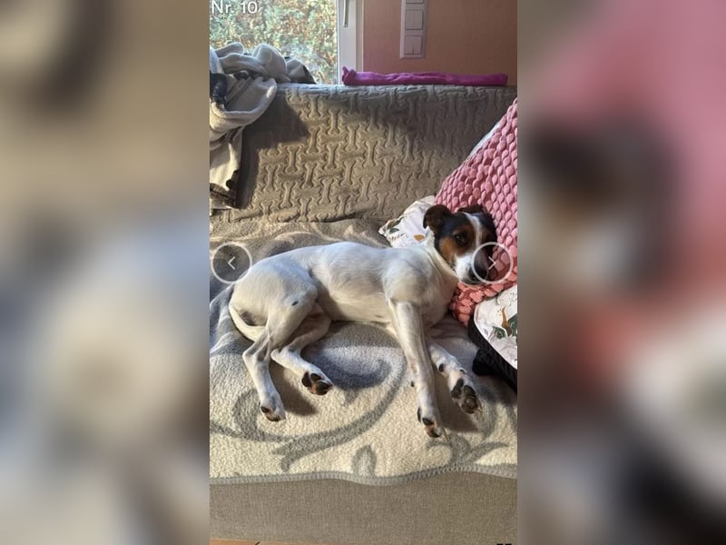 Parson Jack Russell Welpen.... Wurfankündigung
