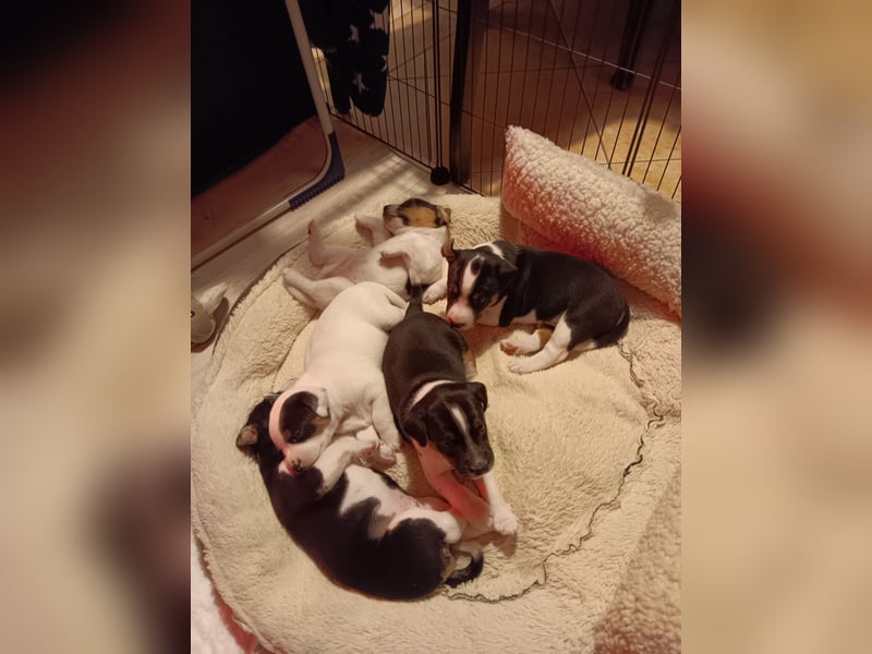 Parson Jack Russell Welpen.... Wurfankündigung