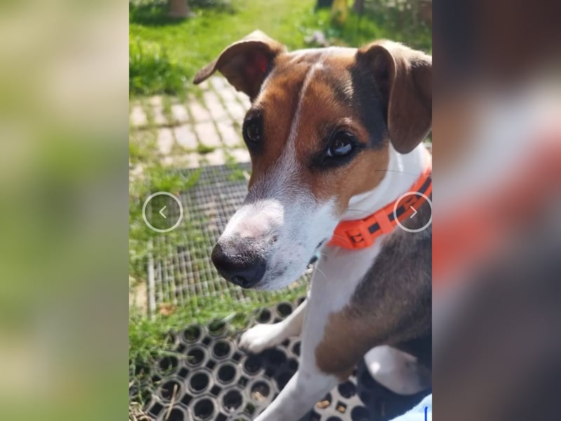 Parson Jack Russell Welpen.... Wurfankündigung