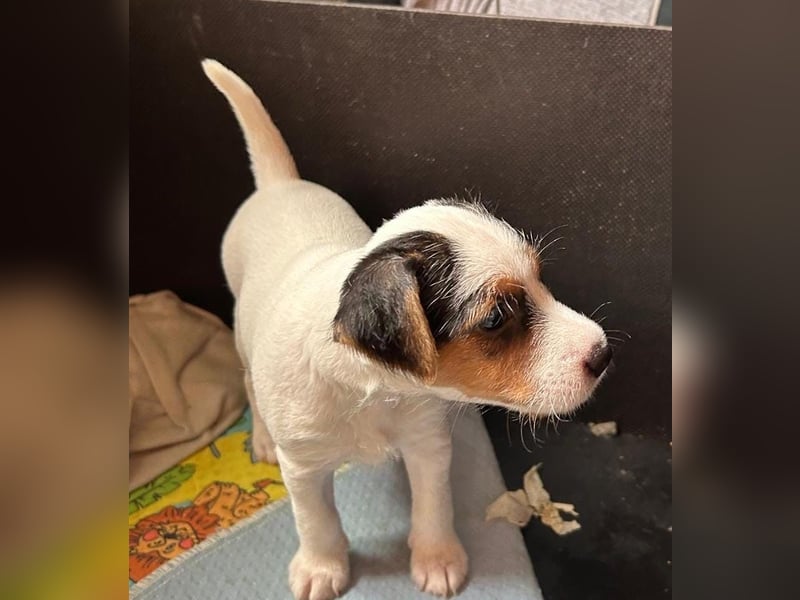 Wundersch. Parson Jack-Russell Terrier Hündin, tricolor aus liebev. Familienaufzucht