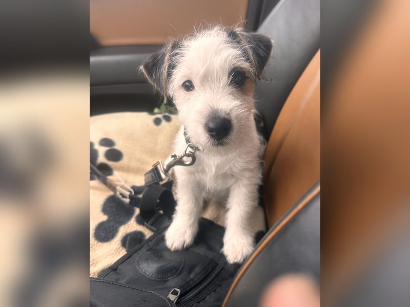 Wundersch. Parson Jack-Russell Terrier Welpen, tricolor aus liebev. Familienaufzucht