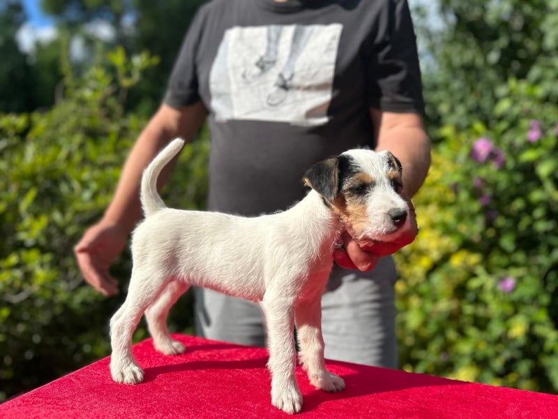 Wundersch. Parson Jack-Russell Terrier Hündin, tricolor aus liebev. Familienaufzucht