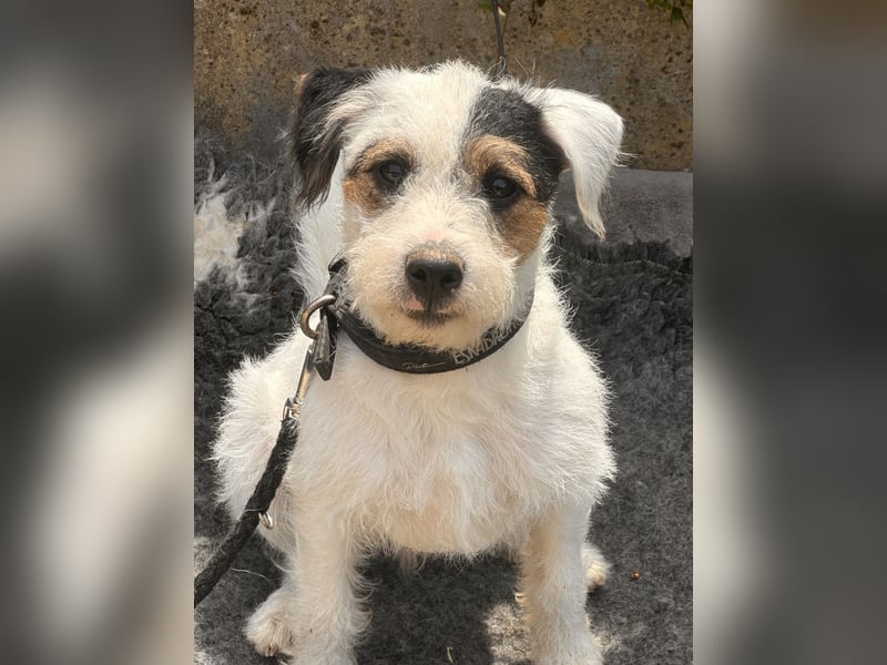 Wundersch. Parson Jack-Russell Terrier Welpen, tricolor aus liebev. Familienaufzucht