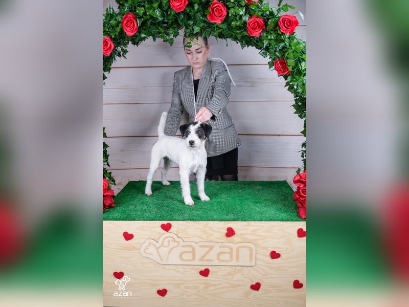 Wundersch. Parson Jack-Russell Terrier Hündin, tricolor aus liebev. Familienaufzucht