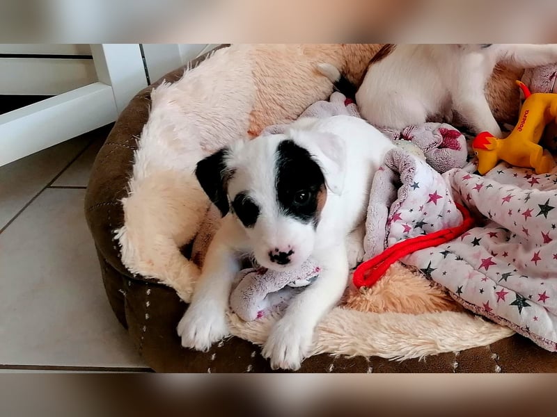 Wundersch. Parson Jack-Russell Terrier Welpen, tricolor aus liebev. Familienaufzucht