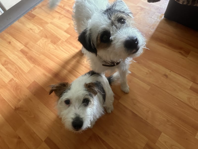 Wundersch. Parson Jack-Russell Terrier Welpen, tricolor aus liebev. Familienaufzucht