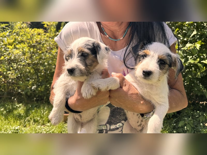 Wundersch. Parson Jack-Russell Terrier Hündin, tricolor aus liebev. Familienaufzucht