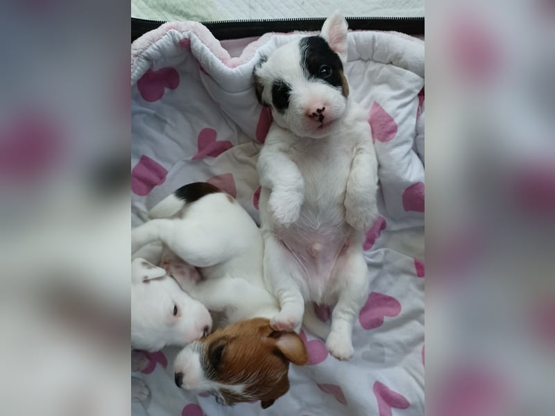 Wundersch. Parson Jack-Russell Terrier Welpen, tricolor aus liebev. Familienaufzucht