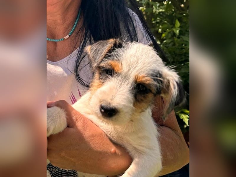 Wundersch. Parson Jack-Russell Terrier Hündin, tricolor aus liebev. Familienaufzucht