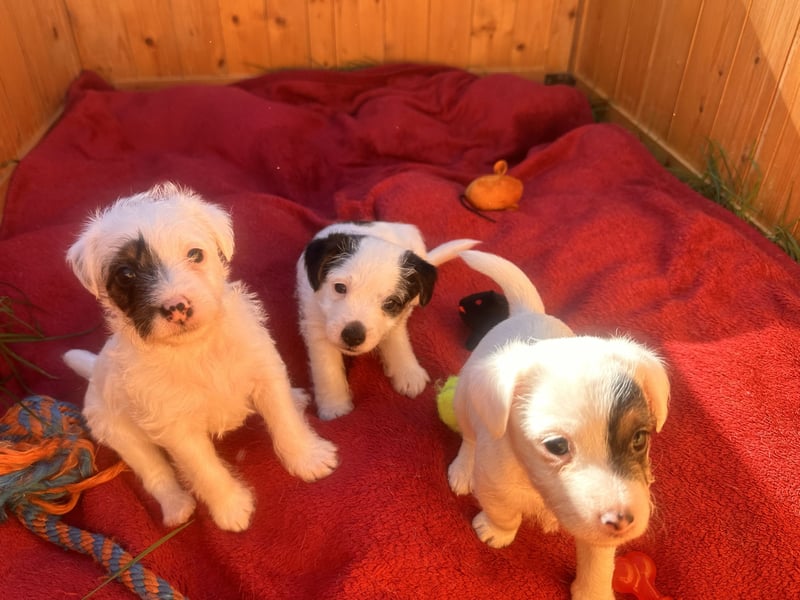 Wundersch. Parson Jack-Russell Terrier Welpen, tricolor aus liebev. Familienaufzucht