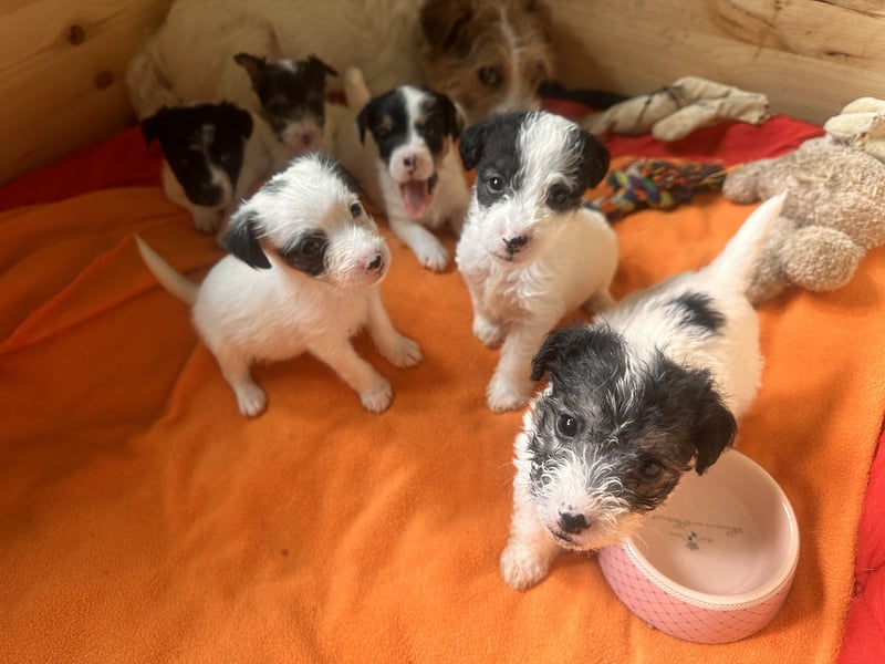 Wundersch. Parson Jack-Russell Terrier Welpen, tricolor aus liebev. Familienaufzucht