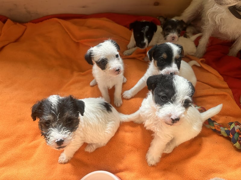 Wundersch. Parson Jack-Russell Terrier Welpen, tricolor aus liebev. Familienaufzucht