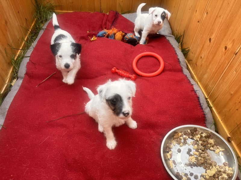 Wundersch. Parson Jack-Russell Terrier Welpen, tricolor aus liebev. Familienaufzucht