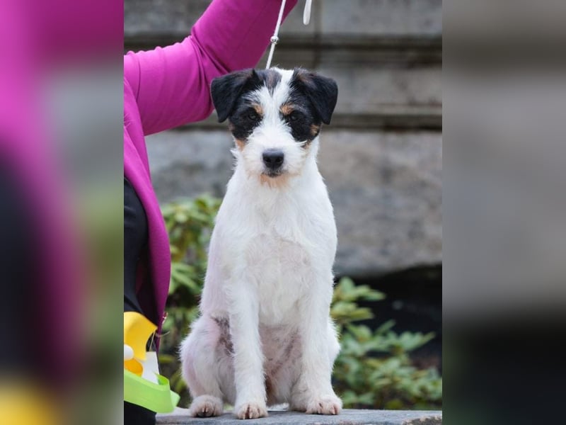 Wundersch. Parson Jack-Russell Terrier Hündin, tricolor aus liebev. Familienaufzucht