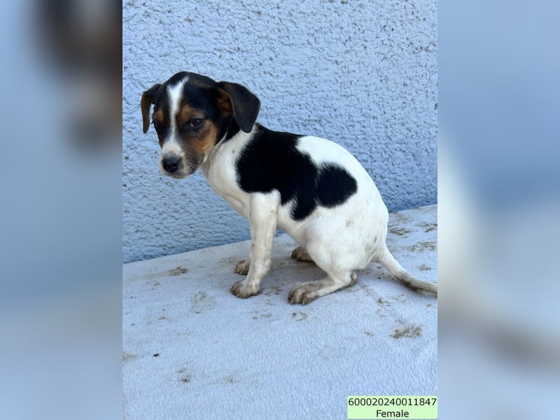 Tinkabell LM – quirliges Mädchen sucht Abenteuer und Geborgenheit
