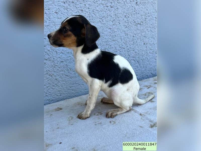 Tinkabell LM – quirliges Mädchen sucht Abenteuer und Geborgenheit