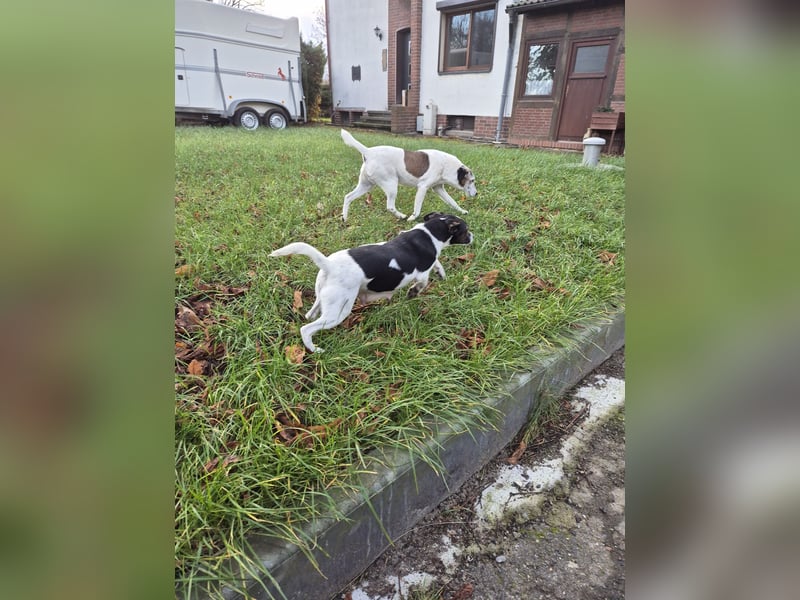 Bildschöne Parson Jack Russel Welpen