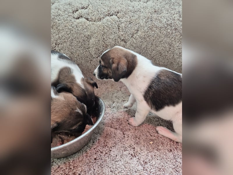Bildschöne Parson Jack Russel Welpen