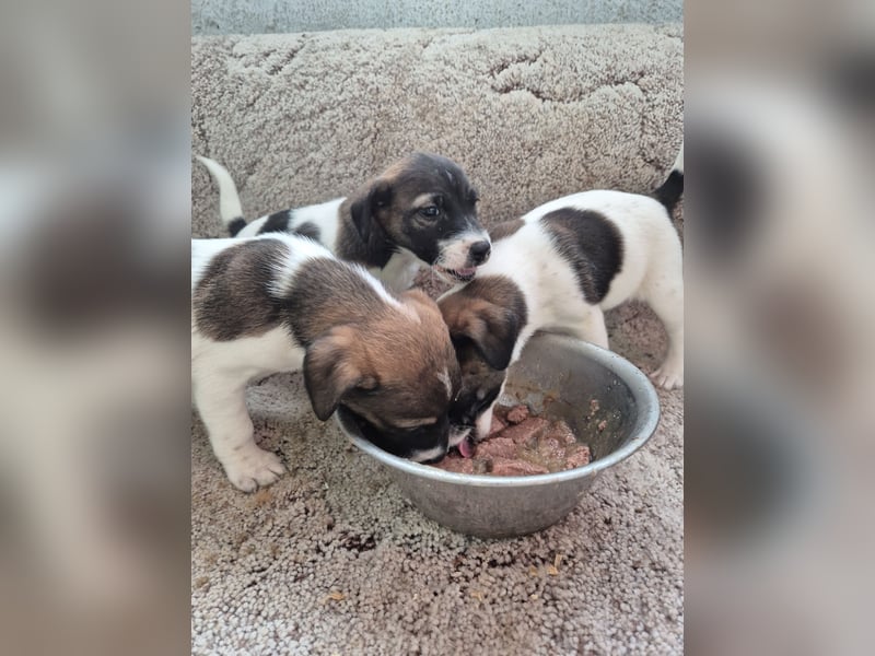 Bildschöne Parson Jack Russel Welpen