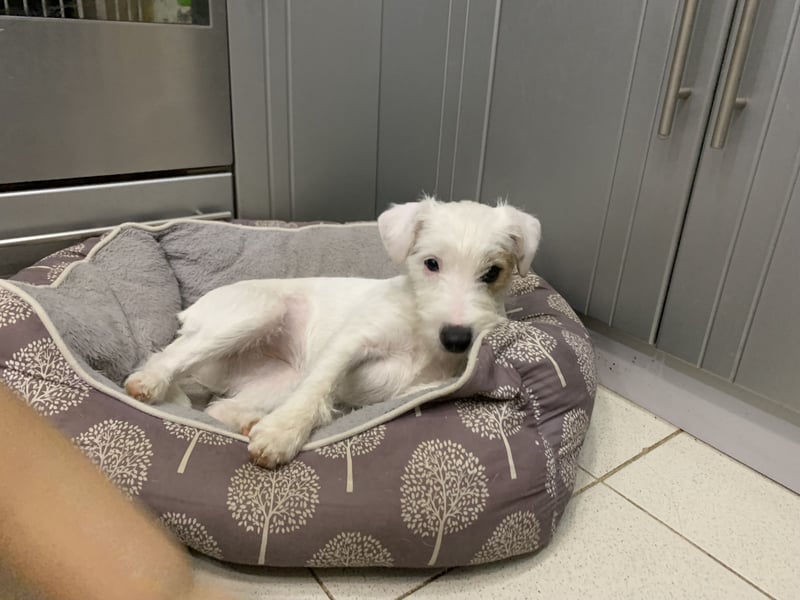 Parson Russell Terrier Mädels