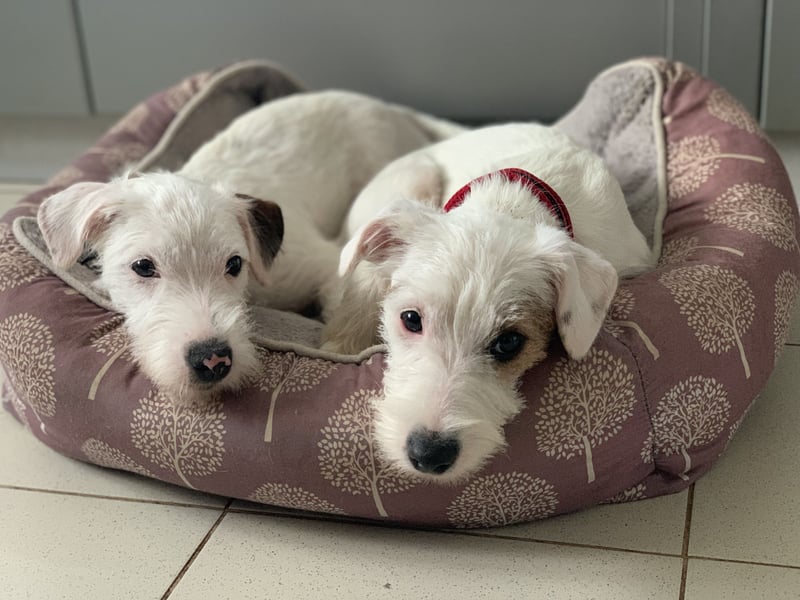 Parson Russell Terrier Mädels