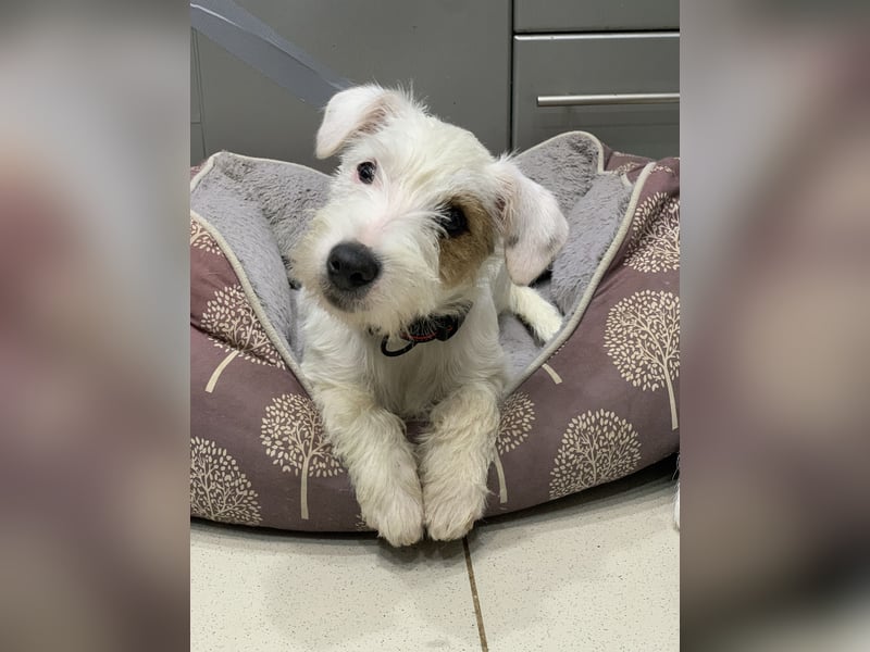 Parson Russell Terrier Mädels
