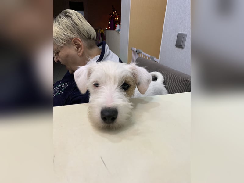 Parson Russell Terrier Mädels