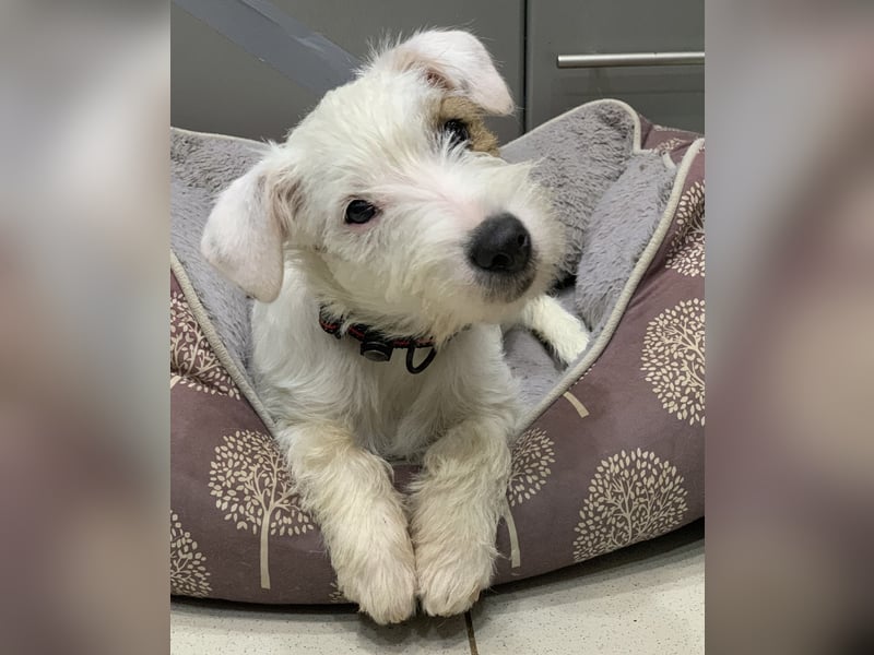 Parson Russell Terrier Mädels