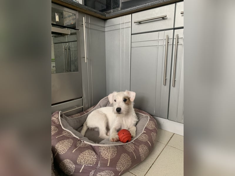 Parson Russell Terrier Mädels