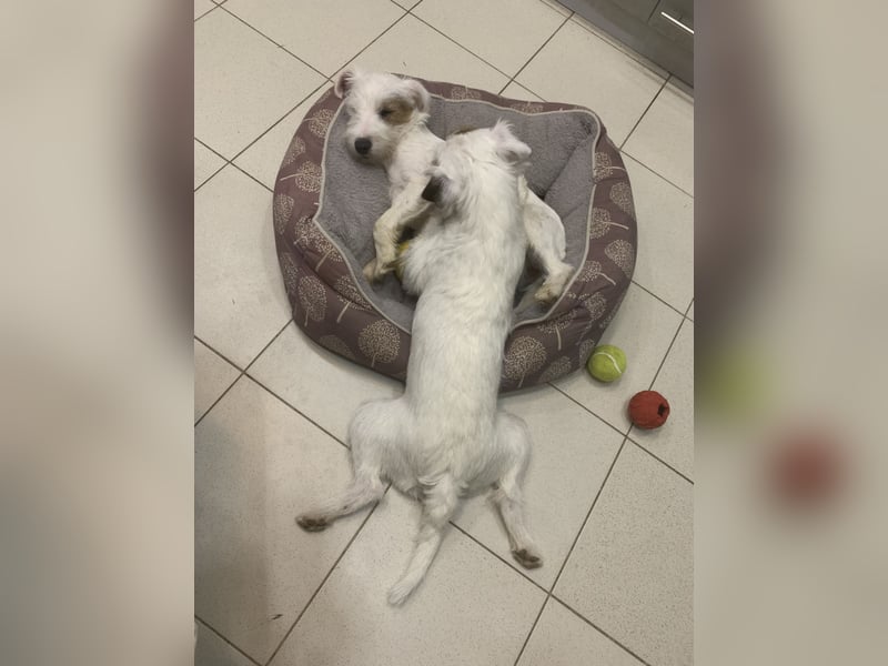 Parson Russell Terrier Mädels