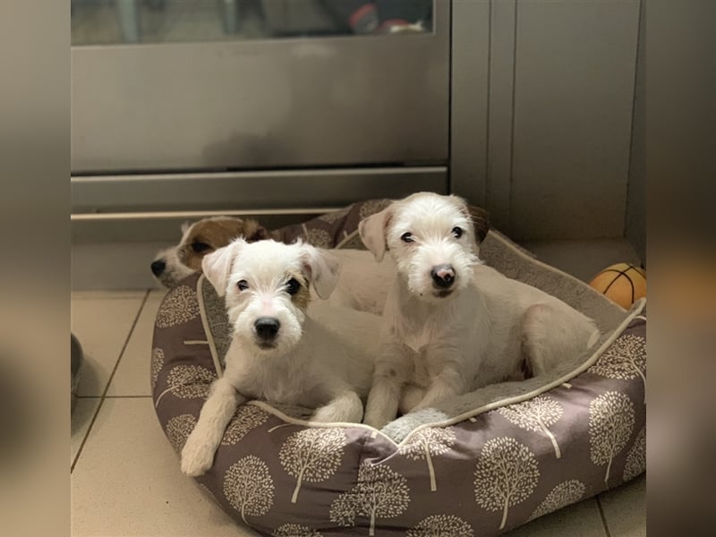 Parson Russell Terrier Mädels