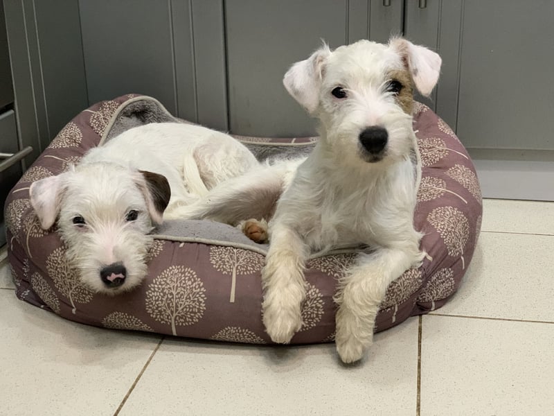 Parson Russell Terrier Mädels