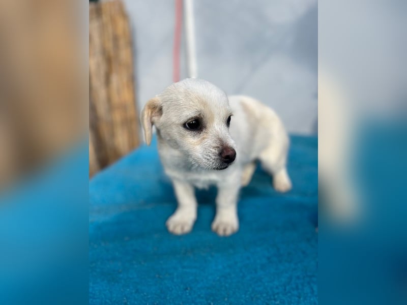 Lili LM – neugieriges Hunde-Mädchen sucht liebevolles Zuhause mit Herz und Verstand