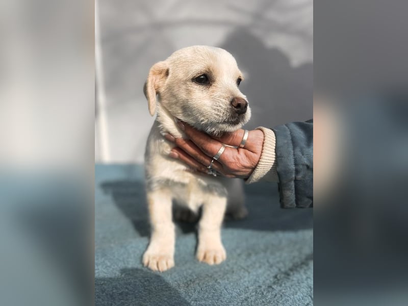 Lili LM – neugieriges Hunde-Mädchen sucht liebevolles Zuhause mit Herz und Verstand
