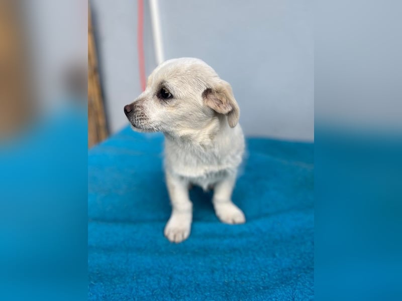 Lili LM – neugieriges Hunde-Mädchen sucht liebevolles Zuhause mit Herz und Verstand