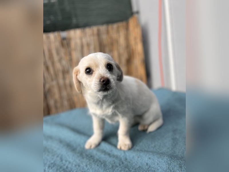 Lili LM – neugieriges Hunde-Mädchen sucht liebevolles Zuhause mit Herz und Verstand