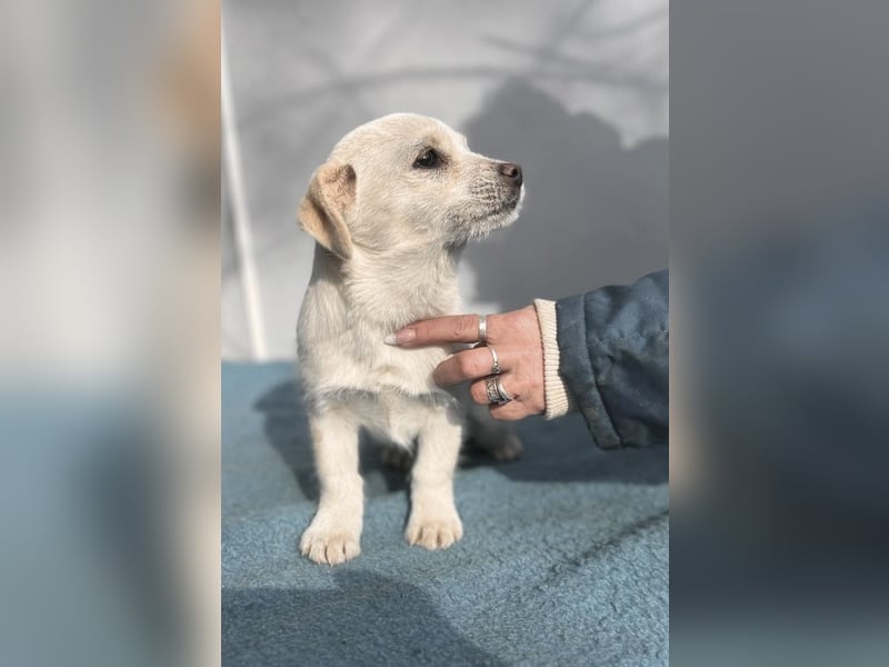 Lili LM – neugieriges Hunde-Mädchen sucht liebevolles Zuhause mit Herz und Verstand