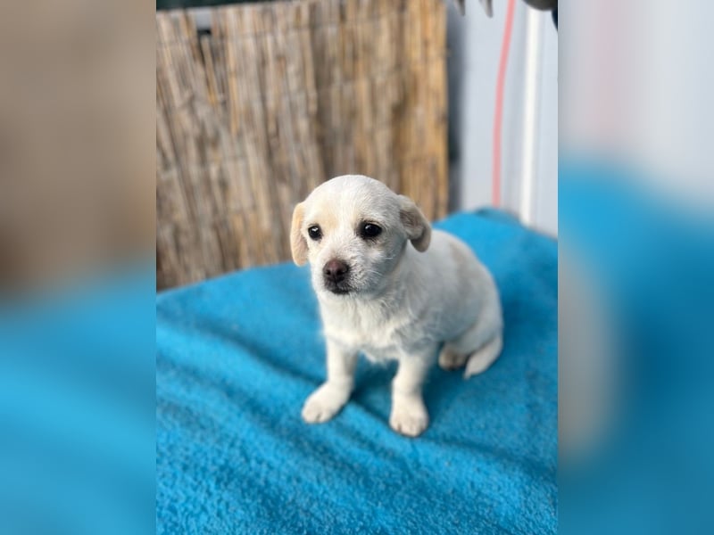 Lili LM – neugieriges Hunde-Mädchen sucht liebevolles Zuhause mit Herz und Verstand