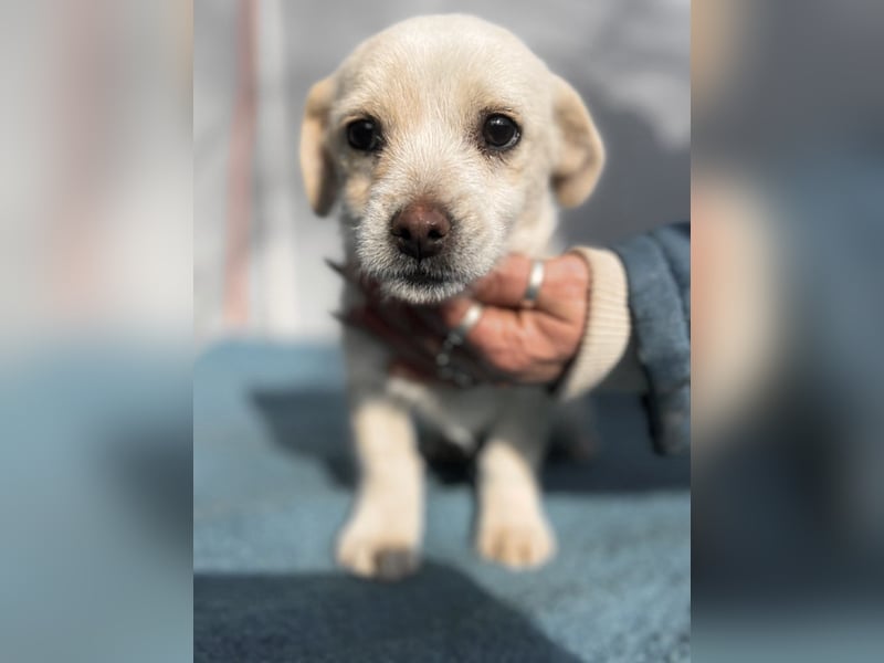 Lili LM – neugieriges Hunde-Mädchen sucht liebevolles Zuhause mit Herz und Verstand