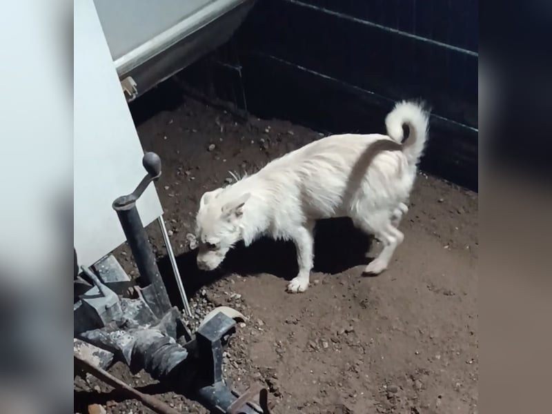 Jack-Russel-Mix Hündin 11-mon. sucht liebevollen Familienanschluss !, weiß - 31cm/7kg